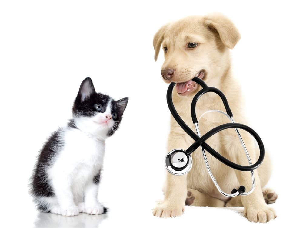 Hospitalización veterinaria